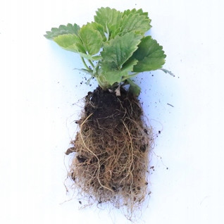  Strawberry seedlings of many varieties, dug up strawberries