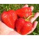  Wild strawberries and strawberries Elsanta - Grandarosa - Living bare root seedling 13-20 cm