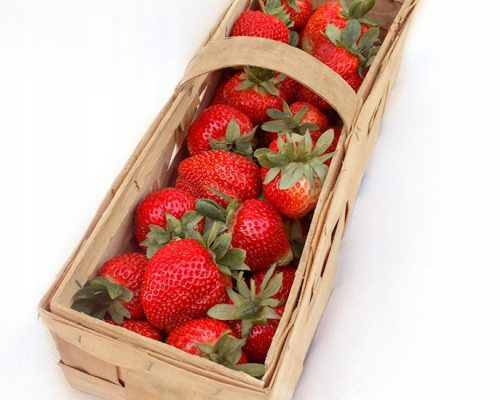  Elsanta - Grandarosa - Florence wild strawberries and strawberries, bare root seedling 10-25 cm