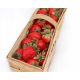  Elsanta - Grandarosa - Florence wild strawberries and strawberries, bare root seedling 10-25 cm