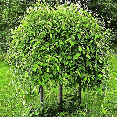  Willow seedlings in a 2-3 liter container, 100-120 cm