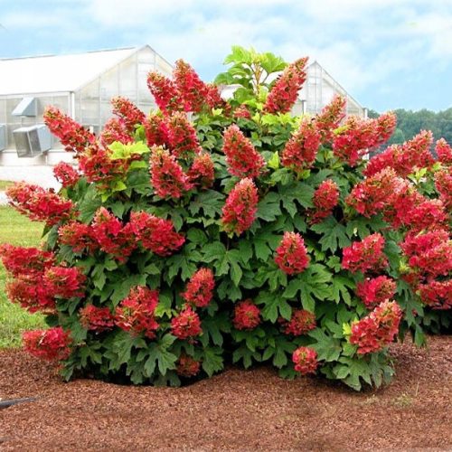  Hydrangea seedlings in a 2-3 liter container, 20-40 cm