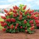  Hydrangea seedlings in a 2-3 liter container, 20-40 cm