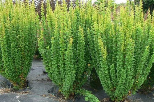  Barberry seedlings in a 2-3 liter container, 20-30 cm