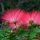  Albicja - Silk tree (Albicja Rosea) Spectacular seedling in a pot