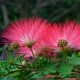  Albicja - Silk tree (Albicja Rosea) Spectacular seedling in a pot