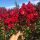  Lagerstroemia PETITE RED flowers 120 days (Lagerstroemia indica) seedling C2