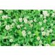  The Secret of White Clover: Beauty and Value for Your Garden" 100g