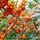  Self-pollinating sea buckthorn FRIESDORFER ORANGE vitamin bomb LARGE SOWING unique