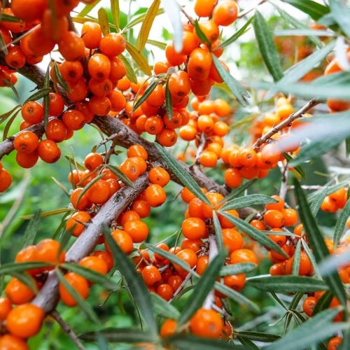  Self-pollinating sea buckthorn FRIESDORFER ORANGE vitamin bomb LARGE SOWING unique