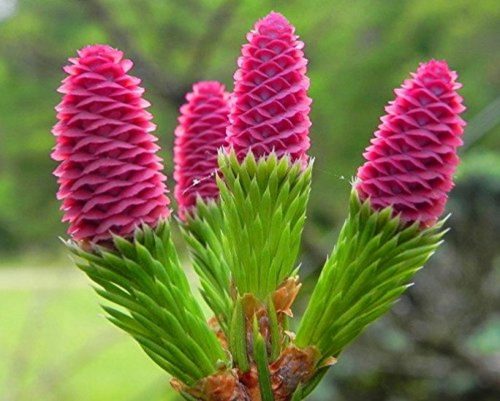  PUSCH spruce with PINK CONES