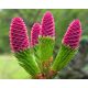  PUSCH spruce with PINK CONES