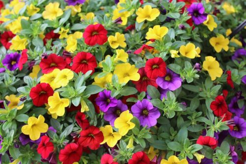  Surfinia-Pack of 4x Surfinia Petunia Calibrachoa Million Bells