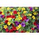  Surfinia-Pack of 4x Surfinia Petunia Calibrachoa Million Bells