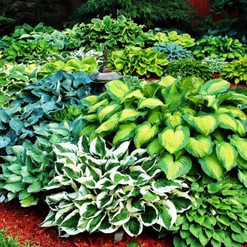  Hosta (Funkia) tubers/bulbs/rhizomes in bulk packaging