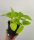  Epipremnum Golden Pothos 20 cm