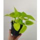  Epipremnum Golden Pothos 20 cm