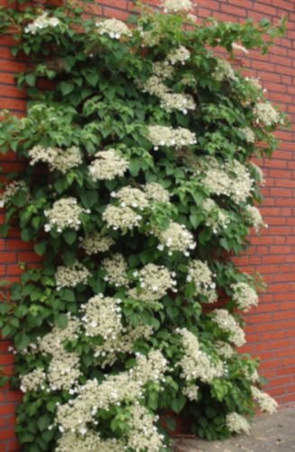  Hydrangea seedlings in a container up to 0.5 l, 30–50 cm