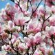  Magnolia and tulip trees, seedlings in 3-5 liter containers, 60-80 cm