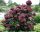  Hydrangea seedlings in a 0.5-1l container, 5-10 cm