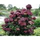  Hydrangea seedlings in a 0.5-1l container, 5-10 cm