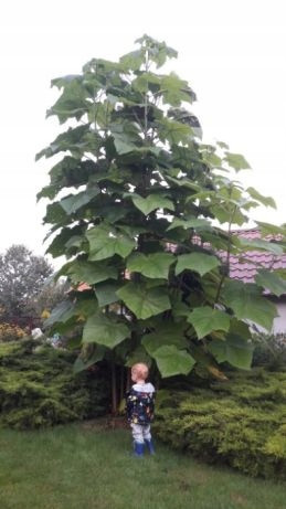  THIS YEAR'S SOWING OF Paulownia Shan Tong OXY.