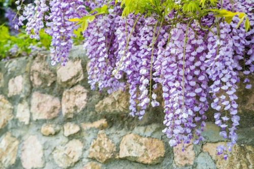  Wisteria MACROBOTRYS Chinese Wisteria BEAUTIFUL LAVENDER CREEPER, LARGE SEEDING