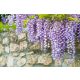  Wisteria MACROBOTRYS Chinese Wisteria BEAUTIFUL LAVENDER CREEPER, LARGE SEEDING