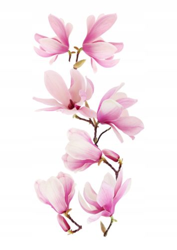  Wall stickers, mirrors, furniture, flowers, flowers, self-adhesive magnolia