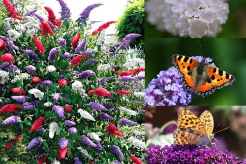  TRI-COLORED BUDDLEY SET OF 3 SEEDS – TRI-COLORED HONEY PROVIDING BUTTERFLY BUSH