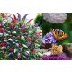  TRI-COLORED BUDDLEY SET OF 3 SEEDS – TRI-COLORED HONEY PROVIDING BUTTERFLY BUSH