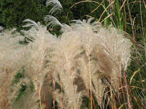  OVERWINTERING REPLACEMENT FOR PAMPASS GRASS Miscanthus Chinese "Ballerina"