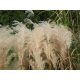  OVERWINTERING REPLACEMENT FOR PAMPASS GRASS Miscanthus Chinese "Ballerina"