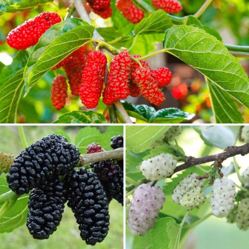  SET OF 3 VARIETIES OF BLACK-WHITE-RED MULBERRY FOR THE SEEDS OF DIABETIC PEOPLE