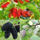  SET OF 3 VARIETIES OF BLACK-WHITE-RED MULBERRY FOR THE SEEDS OF DIABETIC PEOPLE