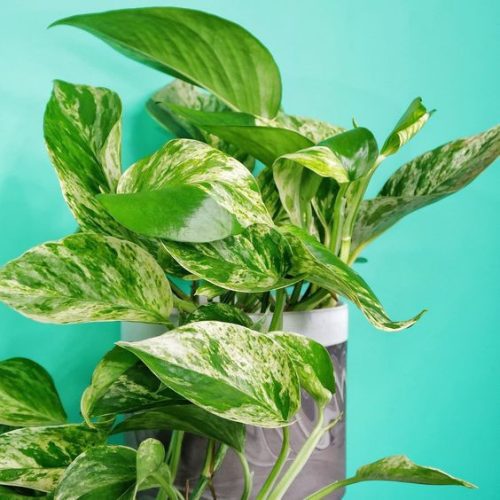  Epipremnum Marble Queen seedling in a 0.5-1l container