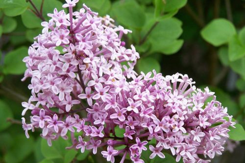  Purple, pink lilac, seedlings in 2-3l container, 20-30 cm