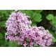  Purple, pink lilac, seedlings in 2-3l container, 20-30 cm