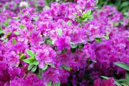  Rhododendrons and pink azaleas, seedlings in 2-3l containers, 20-30 cm