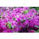  Rhododendrons and pink azaleas, seedlings in 2-3l containers, 20-30 cm