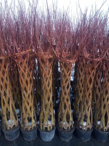  Willow seedlings in 3-5 liter containers, 140-150 cm