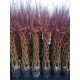  Willow seedlings in 3-5 liter containers, 140-150 cm