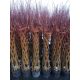  Willow seedlings in 3-5 liter containers, 140-150 cm