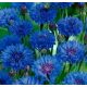  CROSSWORD BLUE CENTAUREA CYANUS 100 G