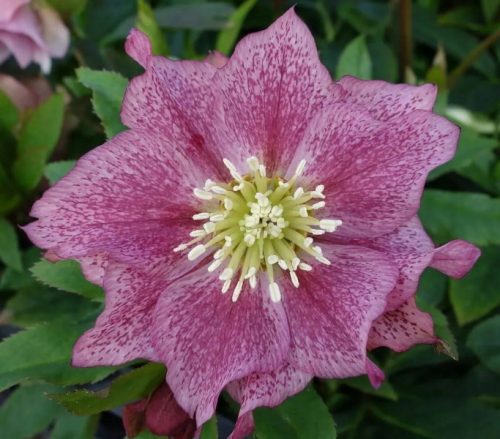  EASTERN Hellebore DOUBLE DARK PINK – seedlings in pots