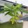  Musa Basjoo banana plant, seedling in a 0.5-1 liter container