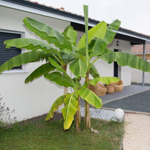  Musa Basjoo banana plant, seedling in a 0.5-1 liter container