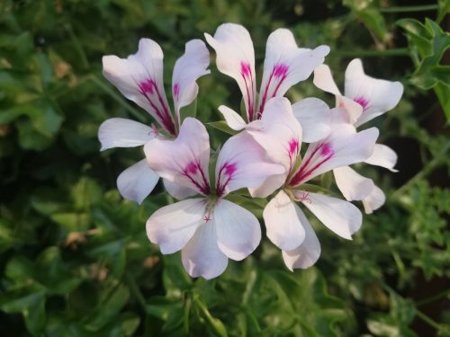  Pelargonium 10 pcs. Ivy-leaved geranium - hanging white p. 7