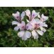  Pelargonium 10 pcs. Ivy-leaved geranium - hanging white p. 7