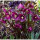  EASTERN Hellebore PRETTY ELLEN RED - seedlings in pots